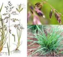 Meadowgrass travnik: opis, značilnosti sajenja in nege