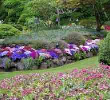 Večnamenski cvetovi - dekoracija vrta in vikend spomladi in poletju