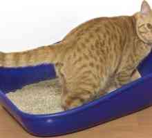 Urolitiaza pri mačkah: vzroki, simptomi in zdravljenje