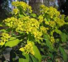 Euphorbia pallas ali muzik-koren: zdravilne lastnosti, škoda