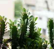 Euphorbia Trikotnik: Nega doma