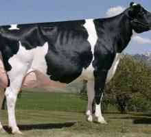 Mlečne pasme krav: krava črne motnje, značilnost