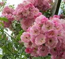 Nagubana vrtnica alba: lastnosti sajenja in nege