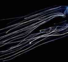 Morsko os je najbolj strupena meduza na svetu
