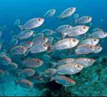 Morske vrste rib: opis in značilnosti