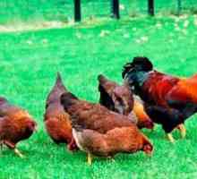 Ali lahko kokoš nosi jajce brez petelina?