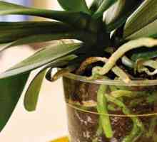 Ali je možno obnavljanje orhideje, če je koren začel gniliti?