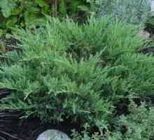 Juniperus horizontalni andorra compact: pravila sajenja in nege