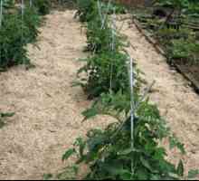 Mulching postelje: nasveti za vrtnarjenje, kako mulčenje