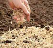 Mulching tla - kaj je to in kako pravilno narediti?