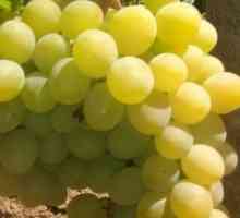 Muscat grozdje `užitek`: opis in mnenja