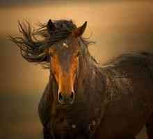 Mustangi - brez konj divjih prašic