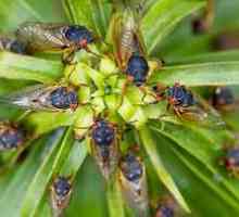 Insect cicada - kdo je to in njegov življenjski prostor