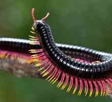 Insekt centipede ali centipede - značilnosti vrste