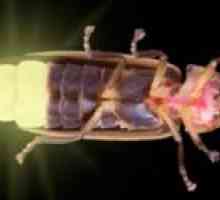 Ščepec insektov: kaj se prehranjuje, kje živi in ​​zakaj sije?