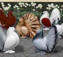 Imena dekorativnih pasem golobov s fotografijami