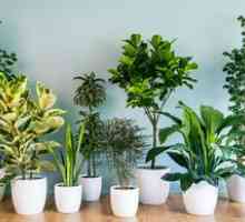 Neprijetne hišne rastline: najbolj priljubljena vrsta