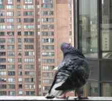Več načinov, kako se znebiti golobov na balkonu