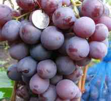 Nisin - donosna sorta grozdja