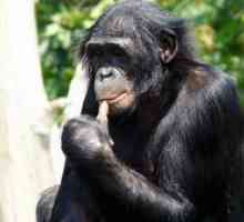 Monkey bonobo: značilnosti vrste šminkavih šimpanzov