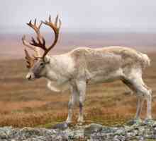 Naselitev severnih jelenov ali karibuja