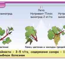 Obdelovanje grozdja spomladi od bolezni in škodljivcev