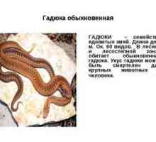 Navadni viper: opis s fotografijo, vrste strupenih židov