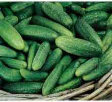 Kumara Pariška kumarica: opis in karakterizacija sorte