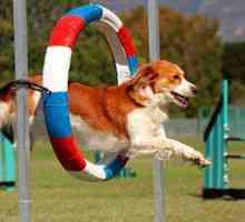 Olimpijske igre za pse. Ta agility