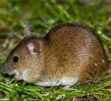 Nevarnost polja miši za pridelek. Metode za boj proti volovjem