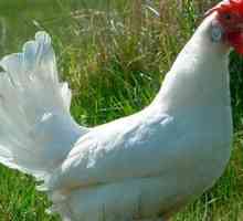 Opis belih piščancev Leghorn pari