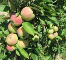 Opis in fotografije sort kolobarskih jablan