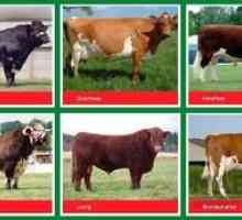 Opis in fotografije pasem krav iz različnih smeri