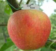 Opis jabolčne jablane