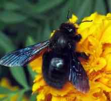 Opis tesarjevega čebela, vedenja