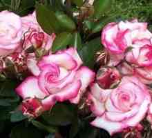 Opis plezalne rože rože, njeno sajenje in oskrba