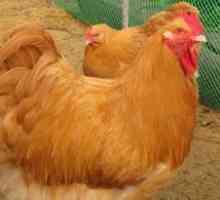 Opis pasme piščancev Orpington: oskrba, vzreja, hranjenje
