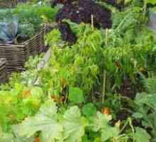 Opis zasaditve in sence odporne zelenjave za vrt
