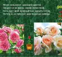 Opis vrtnice: značilnosti in uporabne lastnosti cvetov