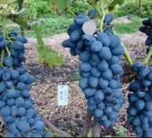 Opis sorte grozdja