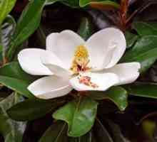 Opis, gojenje magnolijeve rože in nege