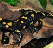 Opis živali, imenovane ognjeno (pikčasto) salamander