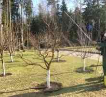 Pršenje sadnega drevja proti škodljivcem spomladi