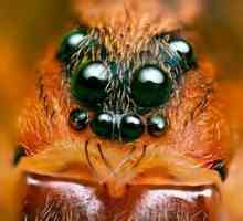 Organi pajkovega pogleda in pomembno vprašanje so koliko oči imajo