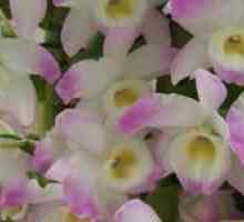 Orchid dendrobium nobil (dendrobium nobile)
