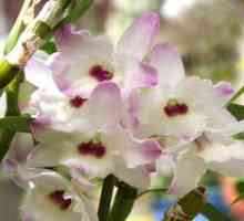 Orhideja dendrobija - domača oskrba