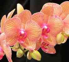 Phalaenopsis Orchid: domača oskrba