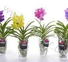 Orhideja Vanda: Nega doma za cvet