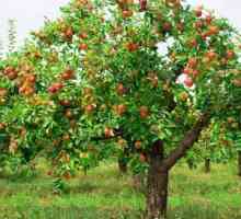 Glavne bolezni jablane in kako se z njimi spopasti