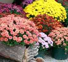 Glavne značilnosti in značilnosti gojenja vrtne krizanteme